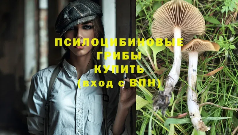 Псилоцибиновые грибы Magic Shrooms  где можно купить наркотик  Красноармейск 